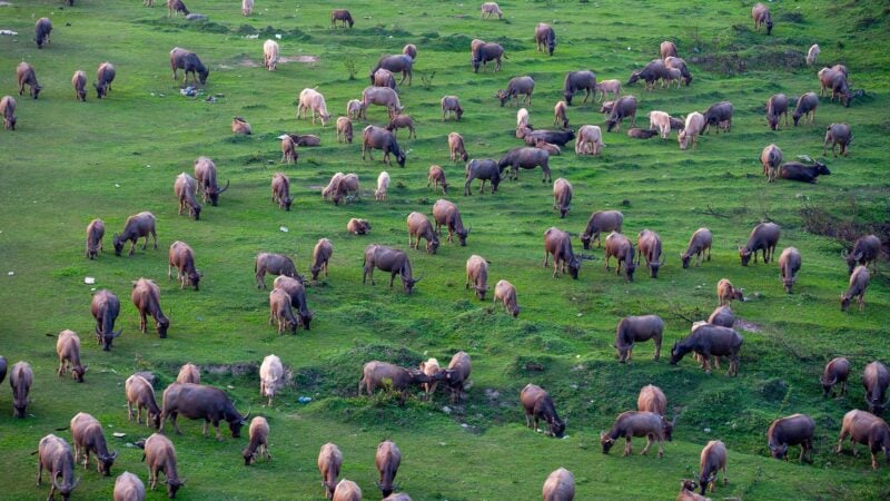 JBS (JBSS3), Raízen (RAIZ4) e mais: como a tarifa de Trump afeta o setor agro?