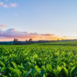 Agronegócio: mercado de terras no Brasil está (cada vez mais) valorizado. Vejas as oportunidades de investimento