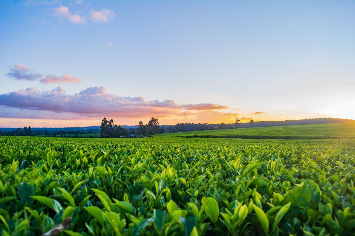 Boa Safra (SOJA3). Foto: Unsplash