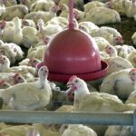 China e UE suspendem compra de frango do Brasil após caso de gripe aviária