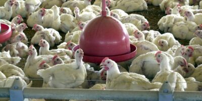Gripe aviária: Japão deixa de importar frango de SC, diz Ministério