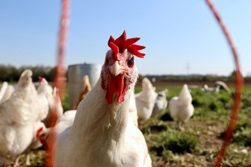 Com o avanço da gripe aviária no país, mais estados seguiram recomendação do Ministério da Agricultura e declararam emergência zoossanitária.