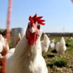 Gripe aviária: Japão suspende importação de aves vivas do RS