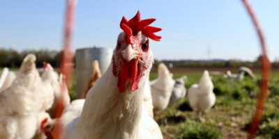 Estado de São Paulo decreta emergência zoossanitária por gripe aviária