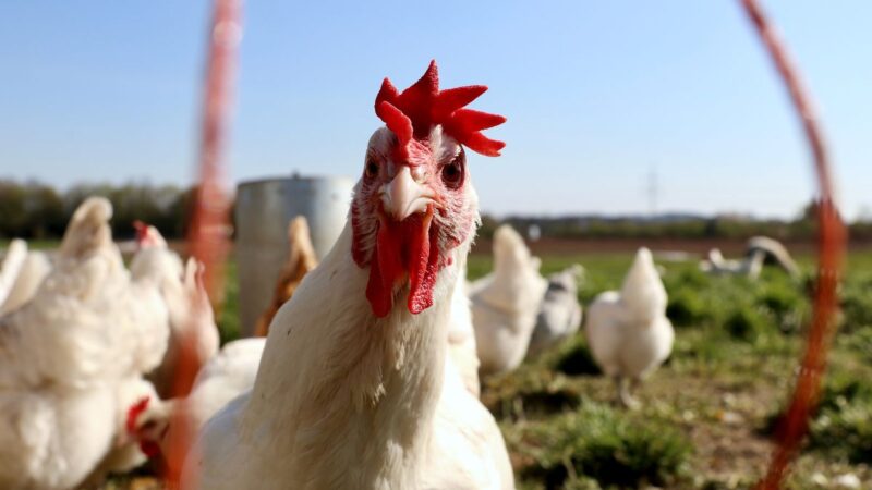 Gripe aviária: Mais 4 estados declaram emergência zoossanitária