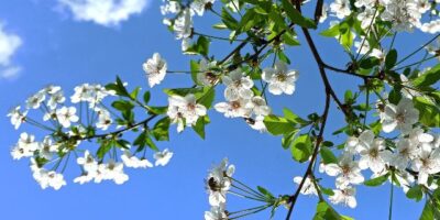 Com a chegada da primavera em menos de um mês, confira 8 ideias de destinos no Brasil para aproveitar a estação das flores.