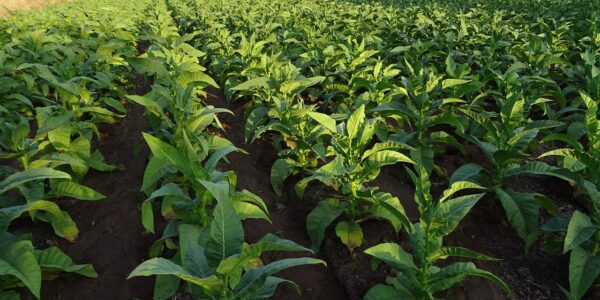 Agronegócio: exportações de produtos alcançam US$ 15 bilhões em maio