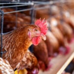 Governo investiga 5 casos suspeitos de gripe aviária no Brasil