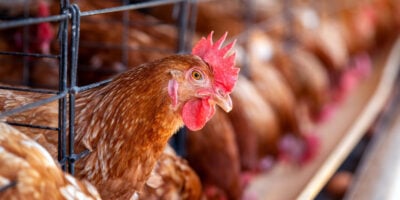 Governo investiga 5 casos suspeitos de gripe aviária no Brasil