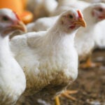 Gripe aviária: RS conclui desinfecção de granja e dois países flexibilizam embargo