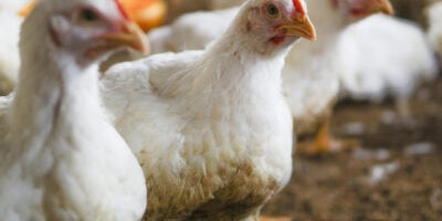 Gripe aviária: RS conclui desinfecção de granja e dois países flexibilizam embargo