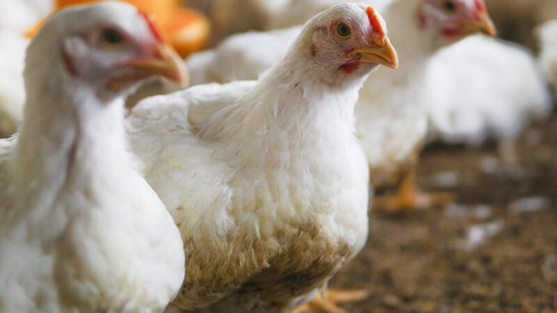 Gripe aviária: RS conclui desinfecção de granja e dois países flexibilizam embargo