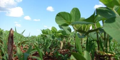Safra tem estimativa ampliada para 332,6 milhões de toneladas, segundo IBGE