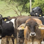 Pecuária tem maior registro de abates de bovinos, suínos e frangos em 1° trimestre