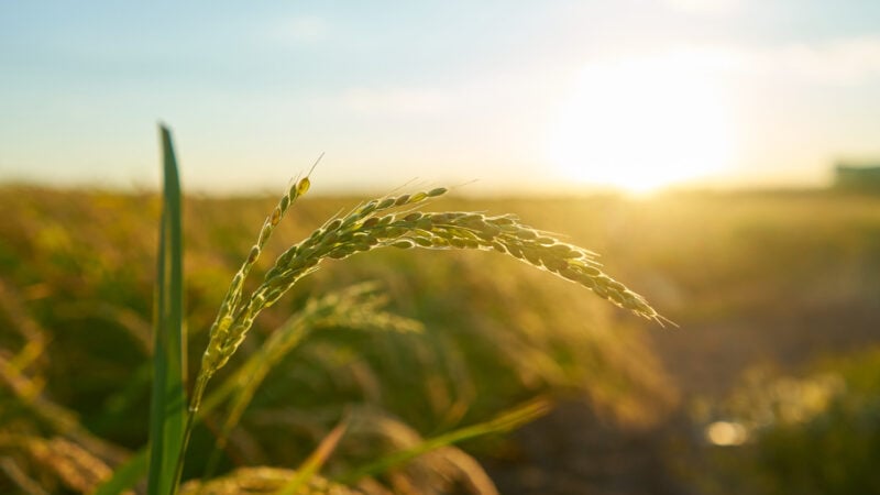 Mercado reforça potencial de crescimento dos Fiagros para financiar agronegócio