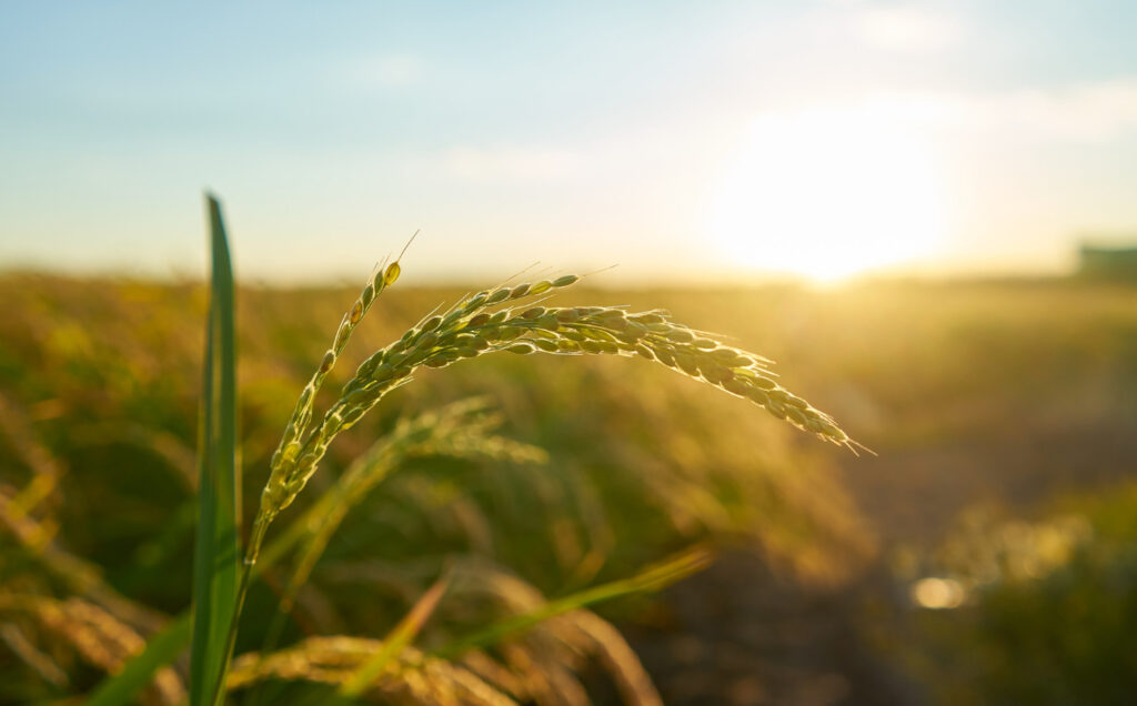 SNAG11, Fiagro da Suno Asset com foco em crédito agrícola, atingiu recentemente sua máxima histórica ajustada a dividendos