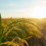 SNAG11 marca nova máxima histórica enquanto produtores colhem safra robusta de milho