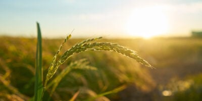SNAG11 marca nova máxima histórica enquanto produtores colhem safra robusta de milho