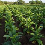 SNFZ11, Fiagro da Suno Asset, compra mais duas fazendas em Mato Grosso