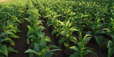 SNFZ11, Fiagro da Suno Asset, compra mais duas fazendas em Mato Grosso