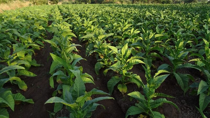 SNFZ11, Fiagro da Suno Asset, compra mais duas fazendas em Mato Grosso