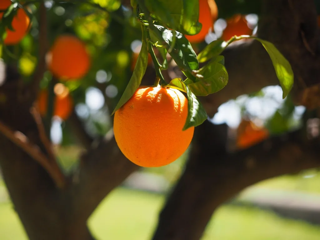 O impacto da tarifa de Trump nos preços do suco de laranja e café. Foto. Pixabay