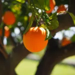 Esses alimentos podem ficar mais caros com a tarifa do Trump, veja quais