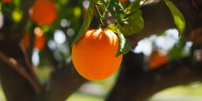 Esses alimentos podem ficar mais caros com a tarifa do Trump; veja quais