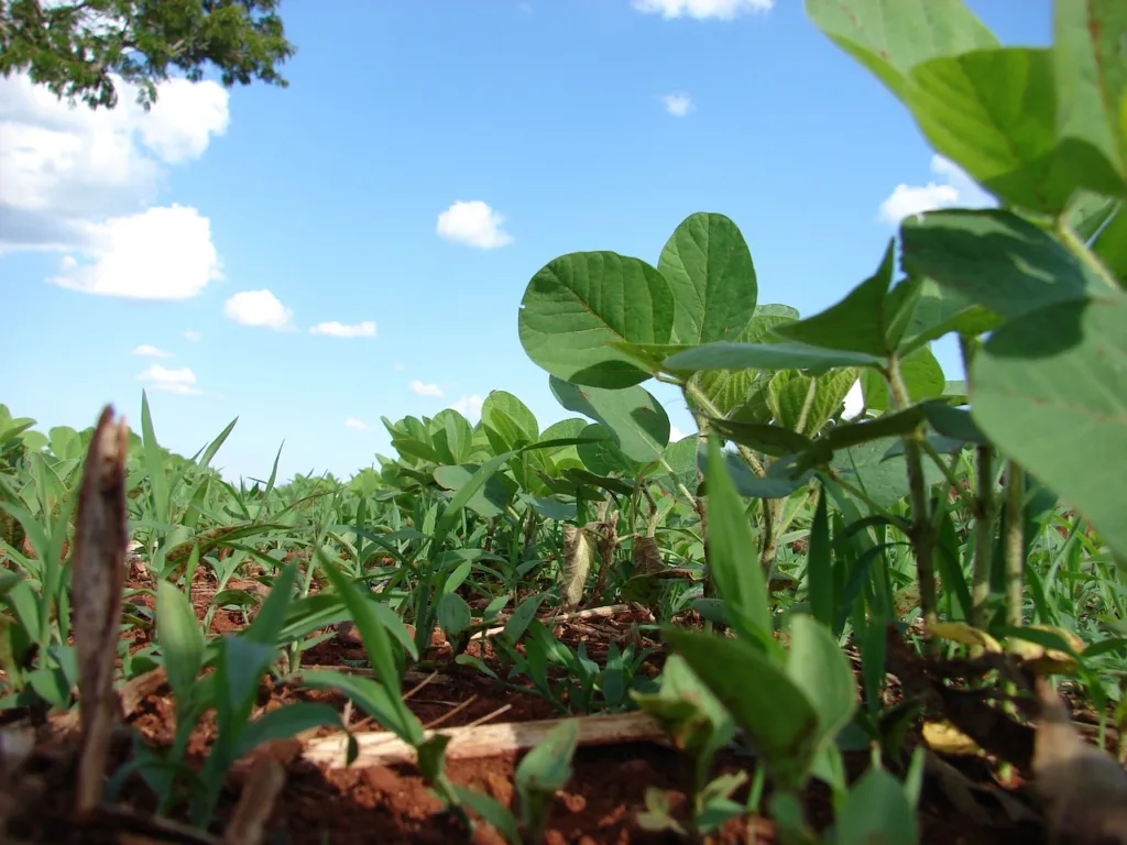 Dividendos anunciados pelo Fiagro OIAG11 têm rentabilidade mensal de 1,42%; saiba mais sobre a atuação do fundo.