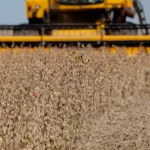 SLC Agrícola (SLCE3) divulga projeções da safra 2025/2026; BBA avalia guidance