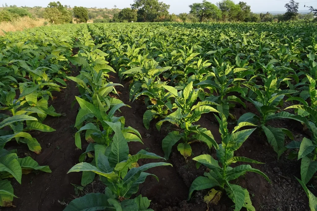 SNAG11 alcançou sua cotação máxima histórica, num movimento impulsionado por um novo ciclo de otimismo no agro.