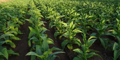 Fiagro AAZQ11 eleva renda e reforça carteira de CRAs