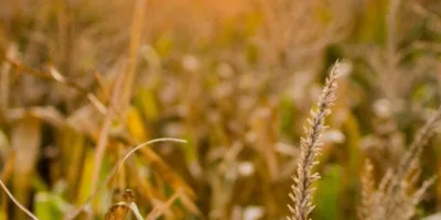 SNAG11 amplia resultado em novembro e preserva estabilidade em dividendos