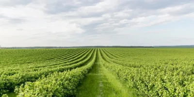 SNFZ11 consolida R$ 0,10 por cota e mira 2026 robusto