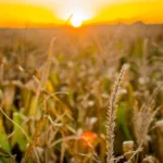 RURA11 eleva resultado em 20% e paga R$ 0,12 por cota