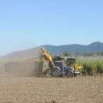 São Martinho (SMTO3): BTG e BBA projetam alta acima de 100%, mas com ressalvas