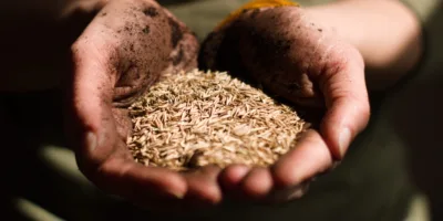 SLC Agrícola (SLCE3) sobe 6% em dois dias com resultados: vale investir?