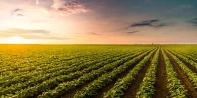 SLC Agrícola (SLCE3) tem preço-alvo elevado pelo BB-BI, mas recomendação neutra é mantida