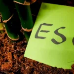 Sustentabilidade paga? BTG monta carteira e aposta que ESG pode gerar dividendos