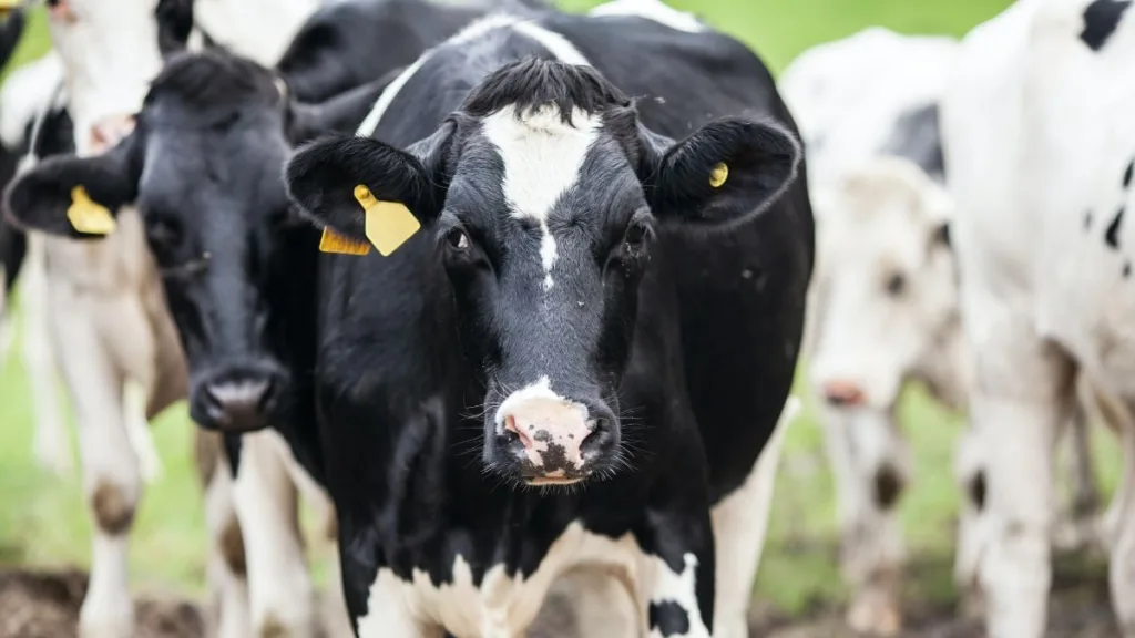 Cota de carne bovina brasileira na China pode afetar exportações de frigoríficos no segundo semestre.