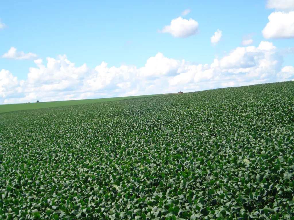 Mercado agro acompanha clima, China e exportações na semana.