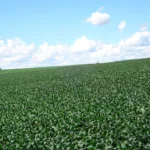 Mercado agro terá semana de teste para soja, milho, café e boi; entenda