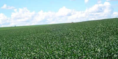 Mercado agro terá semana de teste para soja, milho, café e boi; entenda