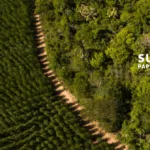 Suzano (SUZB3) quer reduzir dívida a US$ 11 bilhões e prevê dividendo mínimo; entenda o plano