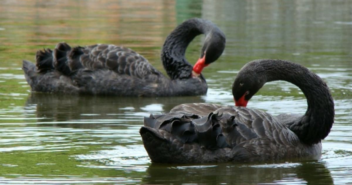 Cisne Negro – Wikipédia, a enciclopédia livre