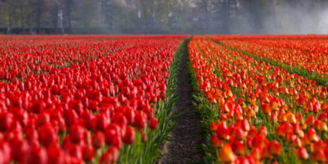 Bolha das tulipas: saiba mais sobre essa marcante bolha especulativa
