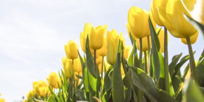Tulipomania: A Primeira Bolha da História