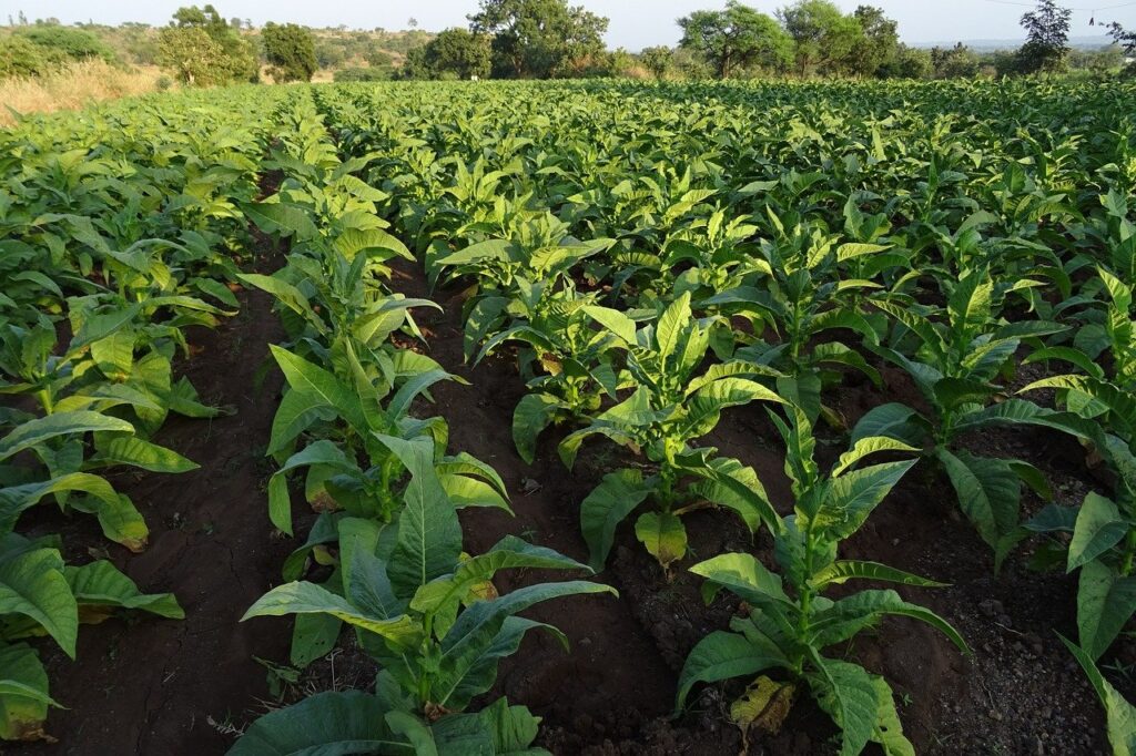 SNFZ11, Fiagro da Suno Asset, assinou compromisso de compra e venda para a aquisição de dois imóveis em Gaúcha do Norte, Mato Grosso.