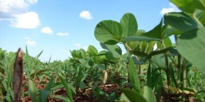 SNFZ11: Fiagro pode dobrar de tamanho com nova oferta milionária?