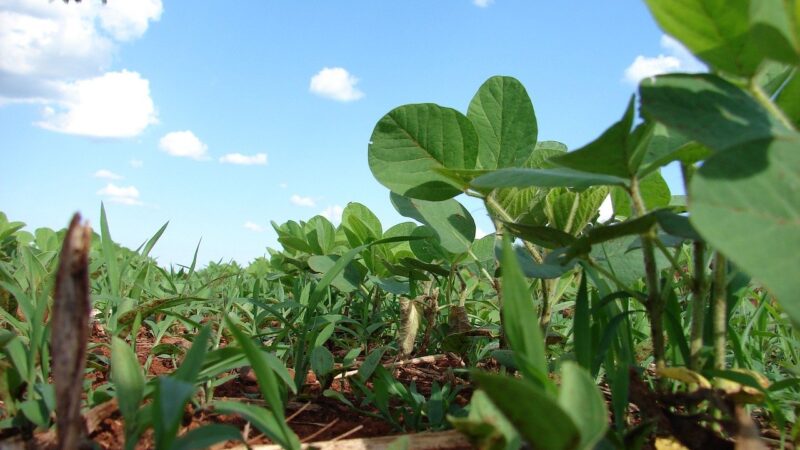 SNFZ11: Fiagro pode dobrar de tamanho com nova oferta milionária?